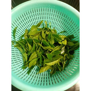 取り立て無農薬お茶新芽60g(茶)