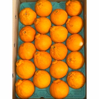 鹿児島県産 ご家庭用 大将季 20玉 約5キロ(フルーツ)
