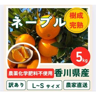 ネーブルオレンジ　S～2L混合サイズ5キロ　香川県産　R-1(フルーツ)