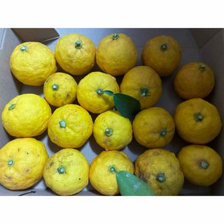 ゆず　ユズ　柚子　18個(野菜)